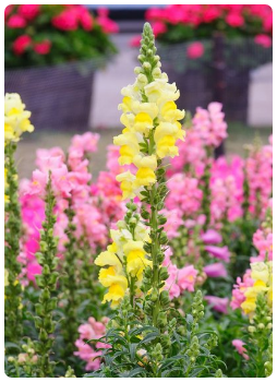 Aslan Ağzı Çiçeği