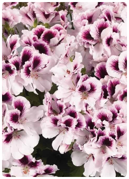 Canan Sardunya Çiçeği