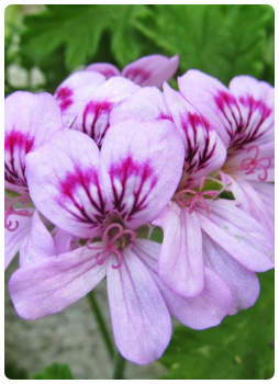 Kokulu Sardunya Itır Çiçeği