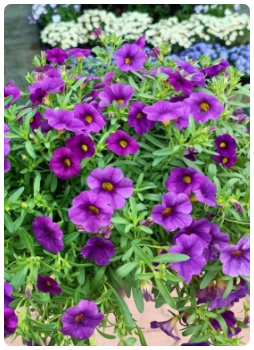 Kalibroşa Çiçeği