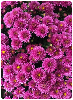 Kasımpatı Çiçeği