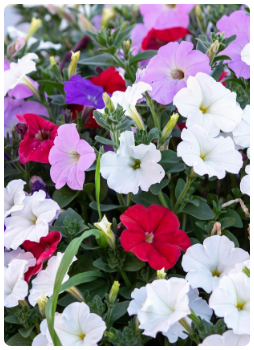 Petunya Çiçeği