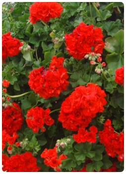 Sakız Sardunya Çiçeği