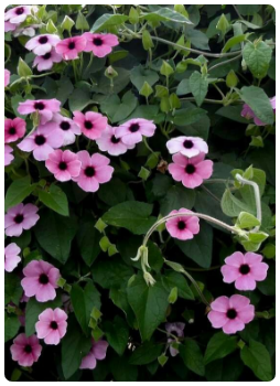 Suzan Sarmaşığı Çiçeği