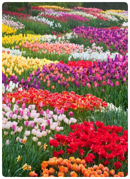 Diğer Çiçek Fideleri