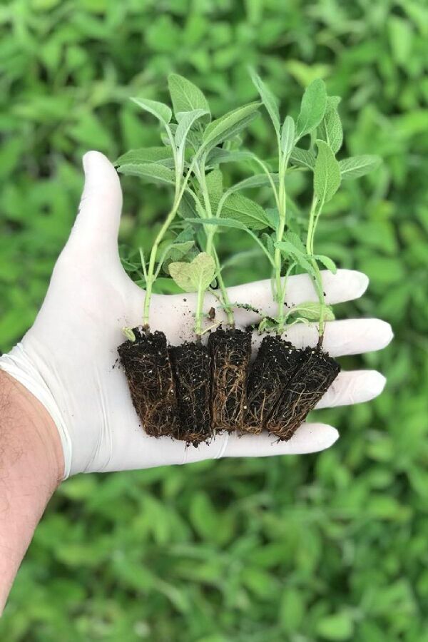 Ada Çayı Fidesi ( Salvia Officinalis ) 5 Adet - Gardina