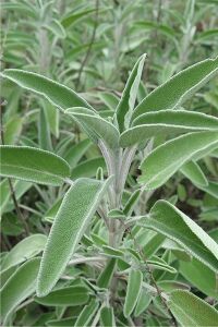 Ada Çayı Fidesi ( Salvia Officinalis )  - 2