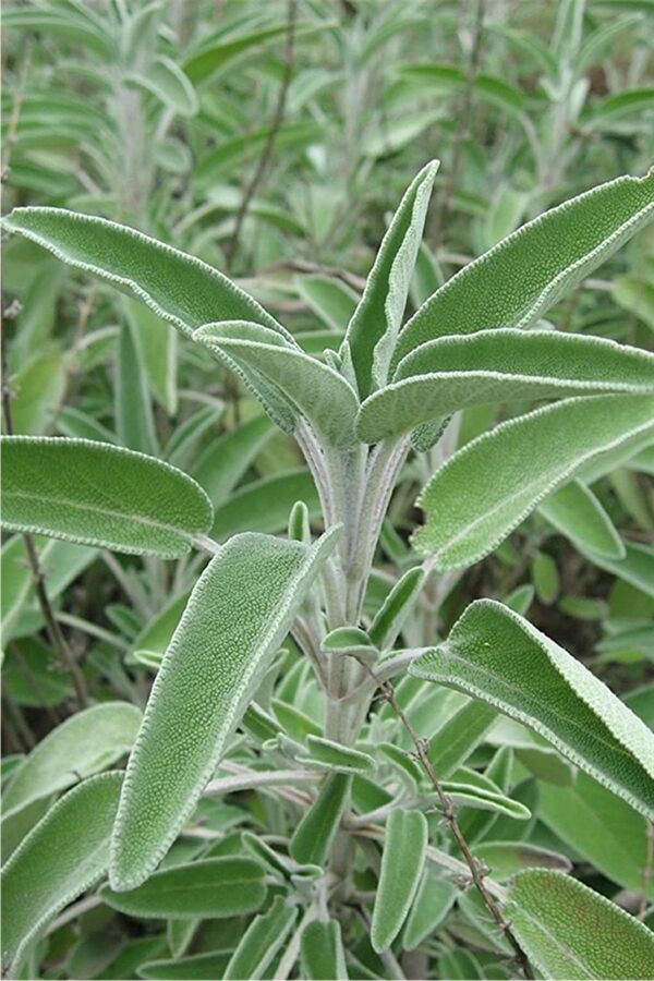Ada Çayı Fidesi ( Salvia Officinalis )  - 2