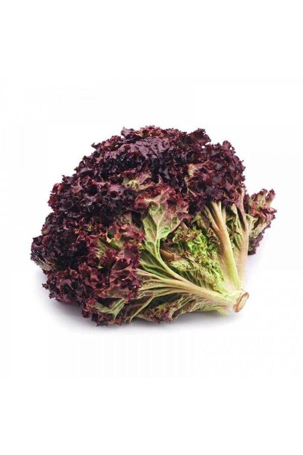 Akdeniz Kırmızı Kıvırcık Marul Fidesi 10 Adet - 