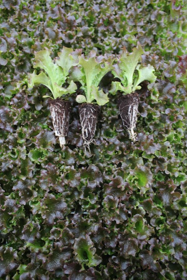 Akdeniz Kırmızı Kıvırcık Marul Fidesi 20 Adet - Gardina