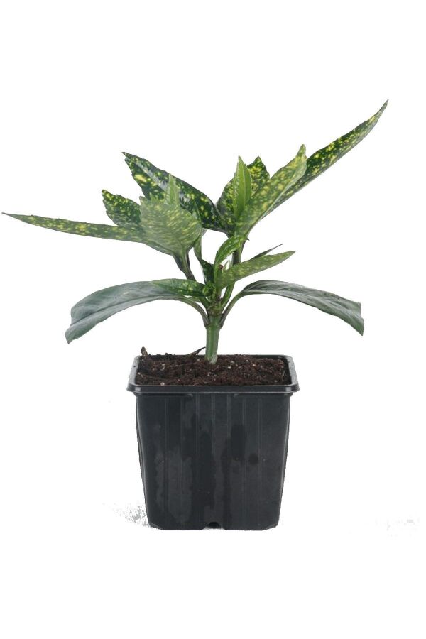 Akuba Japon Defnesi Fidanı ( Aucuba Japonica Variegata ) - 