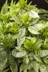Akuba Japon Defnesi Fidanı ( Aucuba Japonica Variegata ) - 1