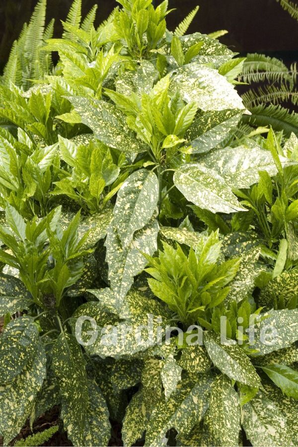 Akuba Japon Defnesi Fidanı ( Aucuba Japonica Variegata ) - Gardina