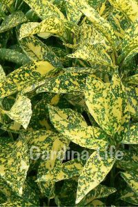 Akuba Japon Defnesi Fidanı ( Aucuba Japonica Variegata ) - 3