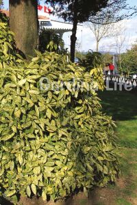 Akuba Japon Defnesi Fidanı ( Aucuba Japonica Variegata ) - 4