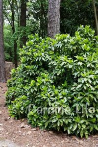 Akuba Japon Defnesi Fidanı ( Aucuba Japonica Variegata ) - 5