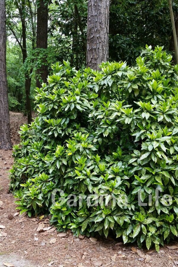 Akuba Japon Defnesi Fidanı ( Aucuba Japonica Variegata ) - 5