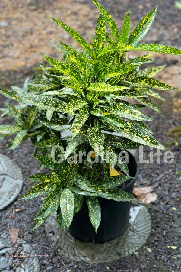 Akuba Japon Defnesi Fidanı ( Aucuba Japonica Variegata ) - 6
