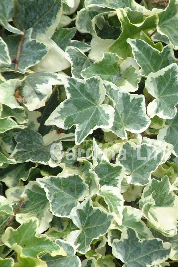 Alacalı Duvar Sarmaşığı Fidanı ( Hedera Helix Variegata ) - Gardina
