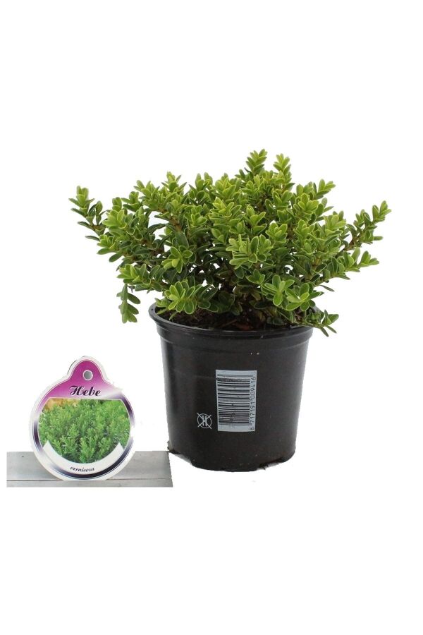 Alacalı Yavşan Otu Fidanı ( Hebe Veronica Variegata ) - Gardina