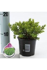 Alacalı Yavşan Otu Fidanı ( Hebe Veronica Variegata ) - 2