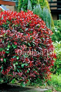Alev Ağacı Fidanı Bodur Cins ( Photinia Fraseri Little Red Robin ) - 1
