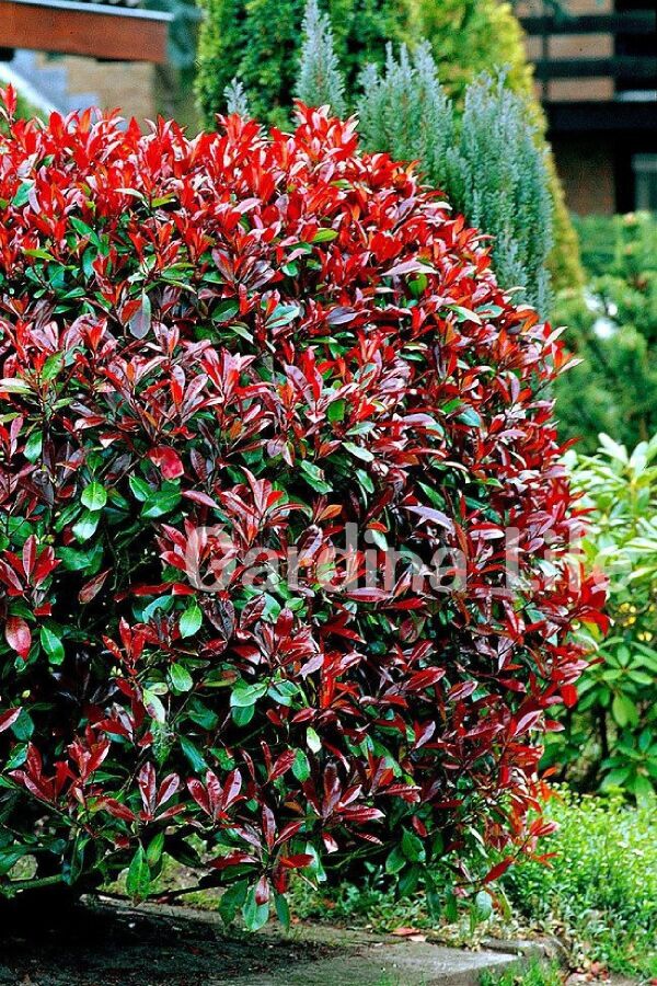 Alev Ağacı Fidanı Bodur Cins ( Photinia Fraseri Little Red Robin ) - Gardina