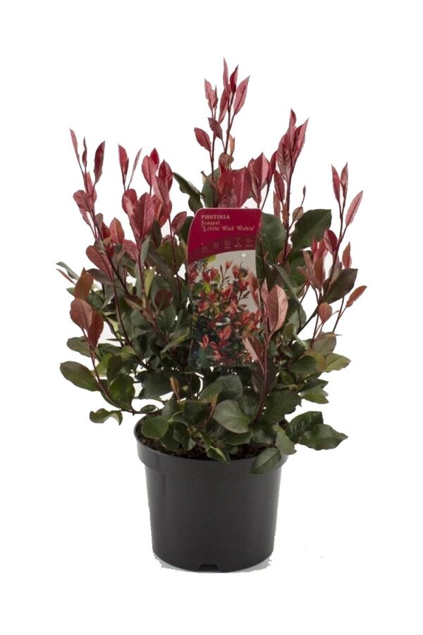 Alev Ağacı Fidanı Bodur Cins ( Photinia Fraseri Little Red Robin ) - 2