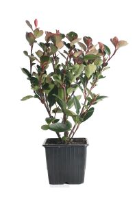 Alev Ağacı Fidanı Bodur Cins ( Photinia Fraseri Little Red Robin ) - 3