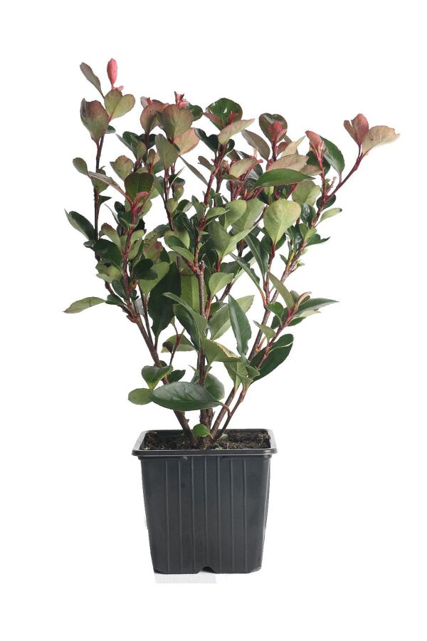 Alev Ağacı Fidanı Bodur Cins ( Photinia Fraseri Little Red Robin ) - 3