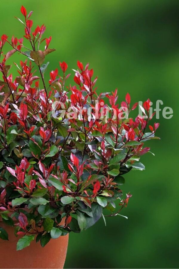 Alev Ağacı Fidanı Bodur Cins ( Photinia Fraseri Little Red Robin ) - 4