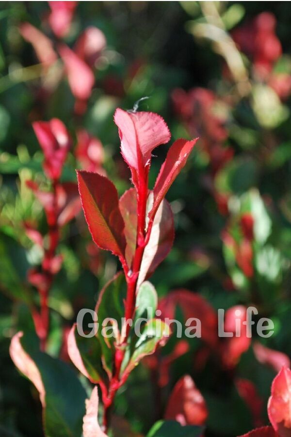 Alev Ağacı Fidanı Bodur Cins ( Photinia Fraseri Little Red Robin ) - 5