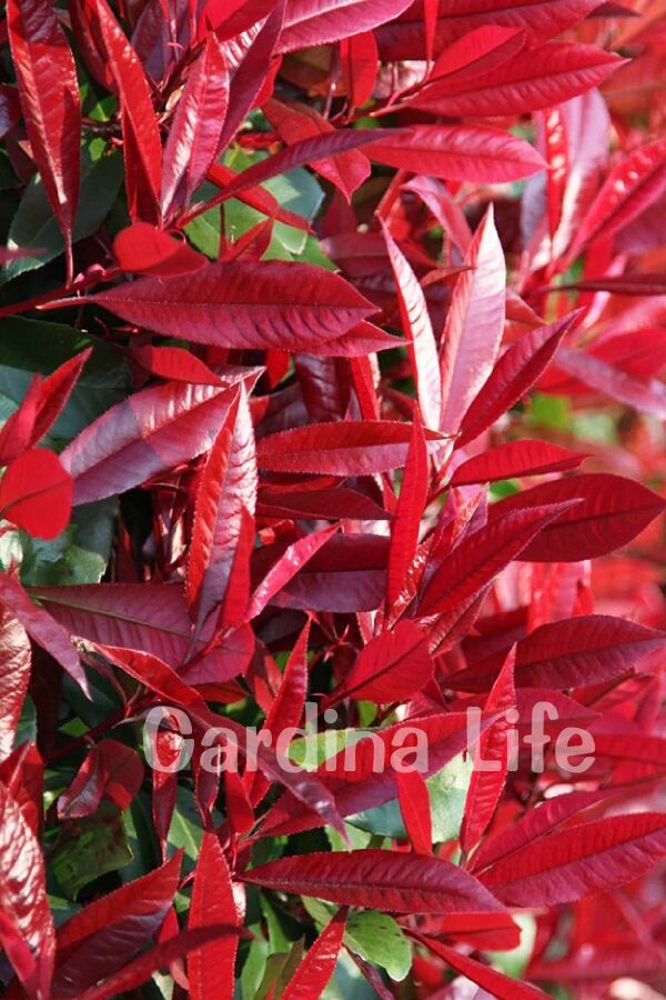 Alev Ağacı Fidanı Bodur Cins ( Photinia Fraseri Little Red Robin ) - 6
