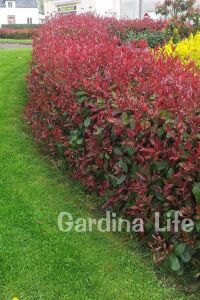 Alev Ağacı Fidanı Bodur Cins ( Photinia Fraseri Little Red Robin ) - 7