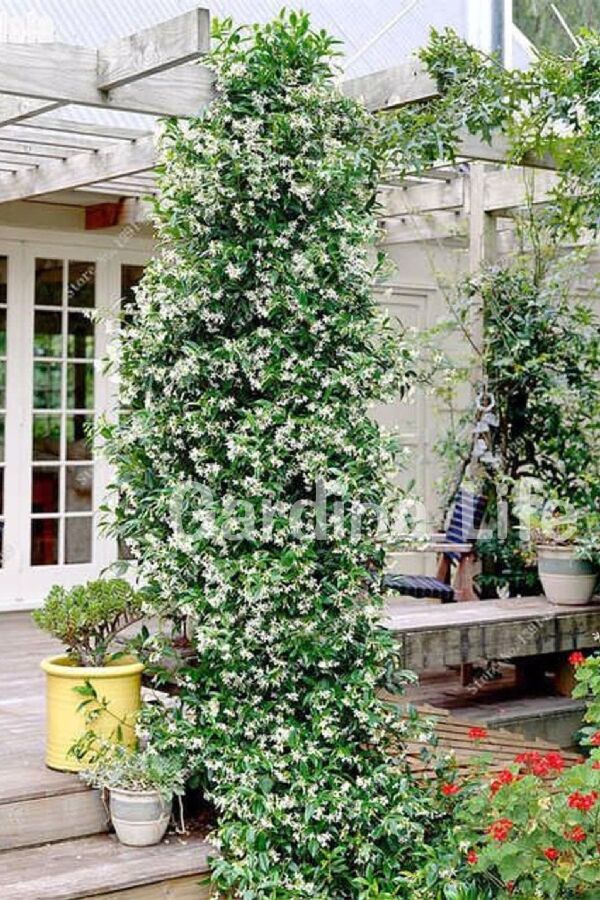 Arap Yasemini Fidanı Kokulu Rhyncospermum Jasminoides - 