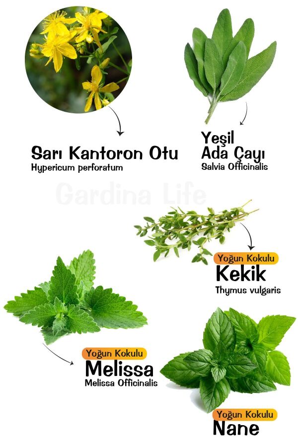 Aromatik Bitkiler Fide Paketi 5 Çeşit (KANTORON OTU- KEKİK - ADAÇAYI -MELİSA - NANE) - Gardina