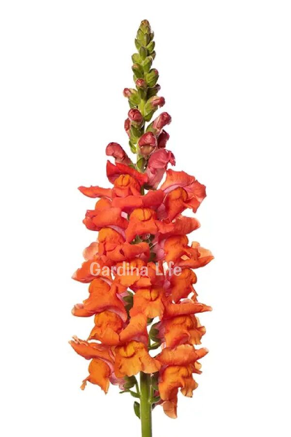 Aslanağzı Fidesi (Antirrhinum majus) Orange 10 Adet - Gardina