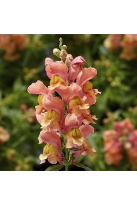 Aslanağzı Çiçeği Fidesi  Peach 10 Adet - 1