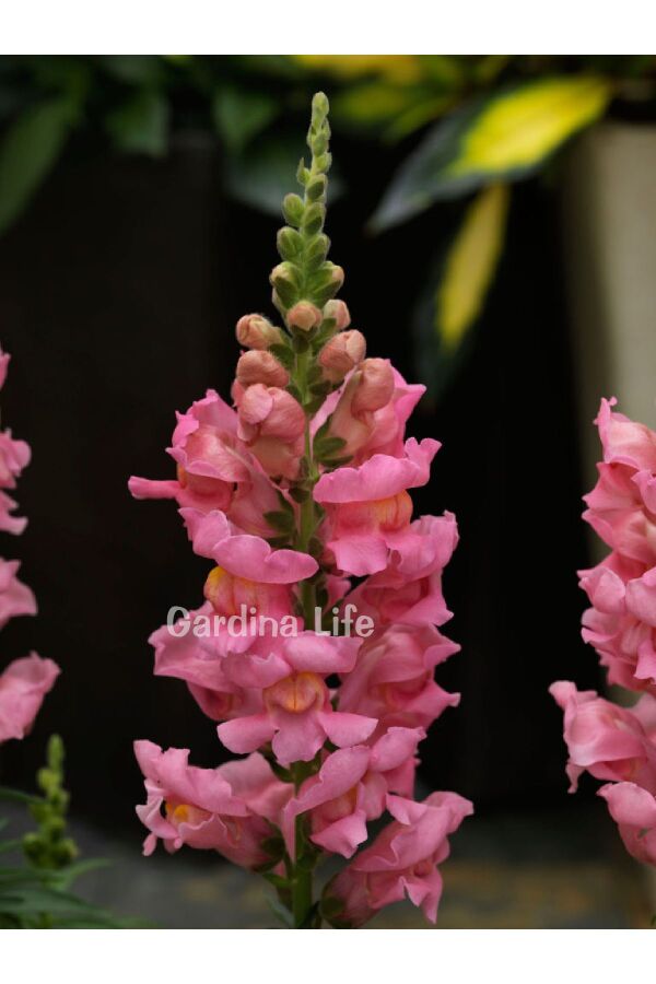 Aslanağzı Fidesi (Antirrhinum majus) Pink 10 Adet - Gardina
