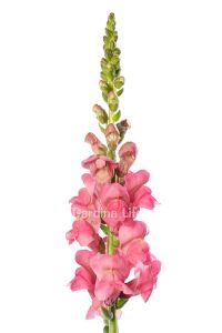 Aslanağzı Çiçeği Fidesi  Pink 10 Adet - 3