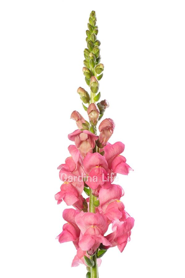 Aslanağzı Çiçeği Fidesi  Pink 10 Adet - 3