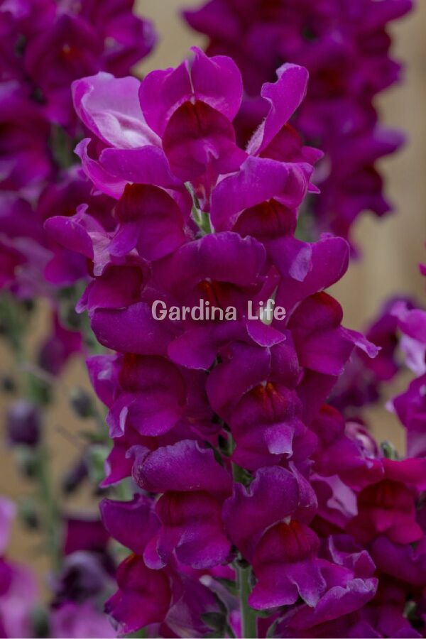 Aslanağzı Fidesi (Antirrhinum majus) Purple 10 Adet - Gardina
