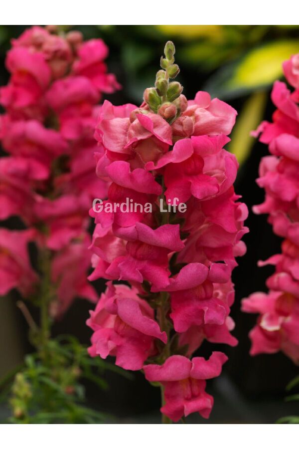 Aslanağzı Fidesi (Antirrhinum majus) Rose 10 Adet - Gardina