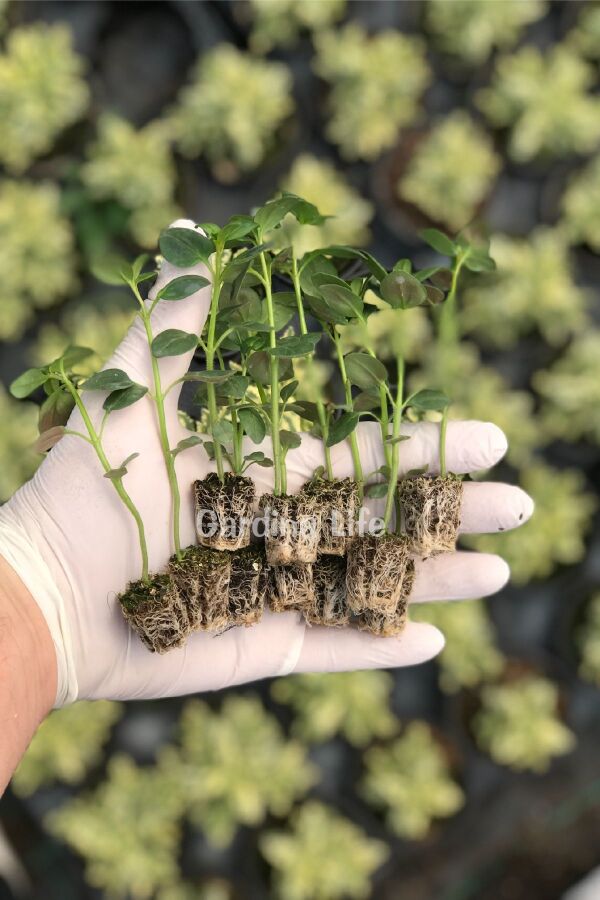 Aslanağzı Çiçeği Fidesi  Rose 10 Adet - 2