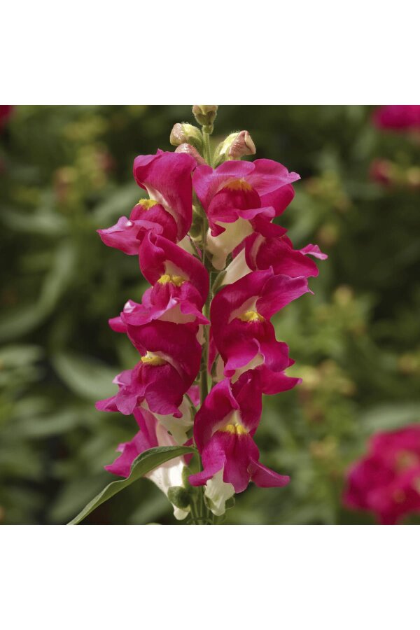 Aslanağzı Çiçeği Fidesi  Rose Bicolor 10 Adet