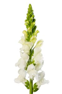 Aslanağzı Çiçeği Fidesi  White 10 Adet - 1