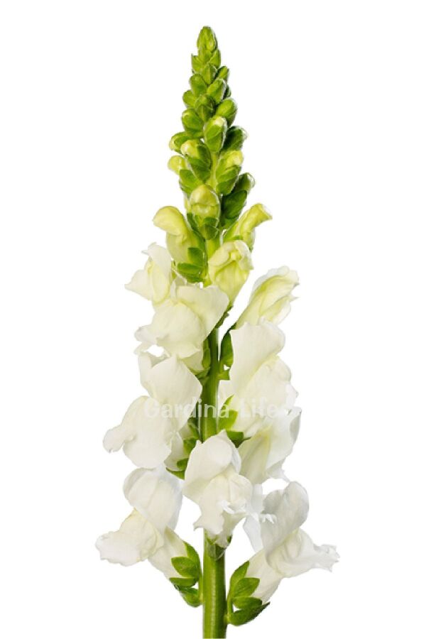 Aslanağzı Çiçeği Fidesi  White 10 Adet