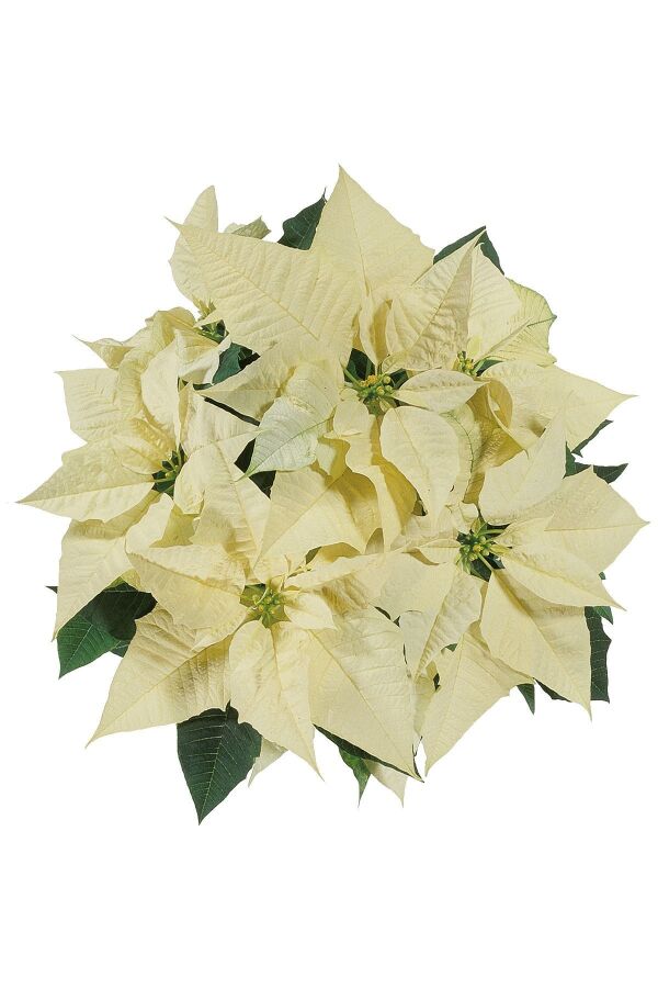 Atatürk Çiçeği Fidesi ( Poinsettia ) 1 Adet Pearl - 