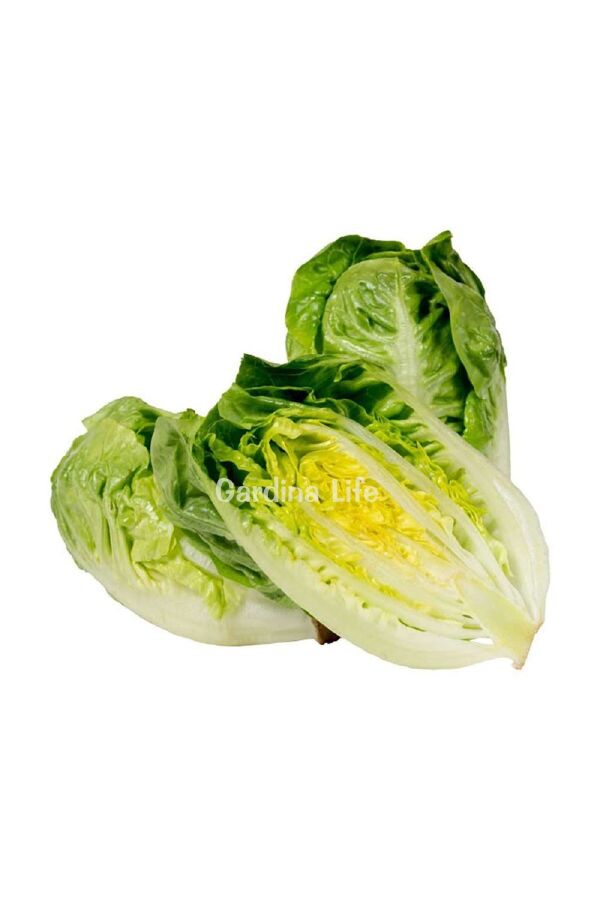 Baby Mini Yedikule Marul Fidesi 10 Adet - Gardina