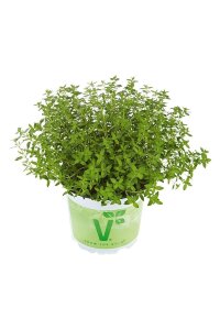 Bahçe Kekiği ( Thymus Vulgaris ) Fredo Strong - 1